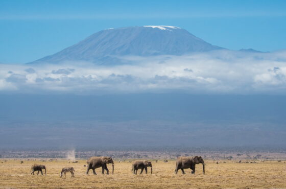 6-Day Kenya Safari (Amboseli, Naivasha & Masai Mara)