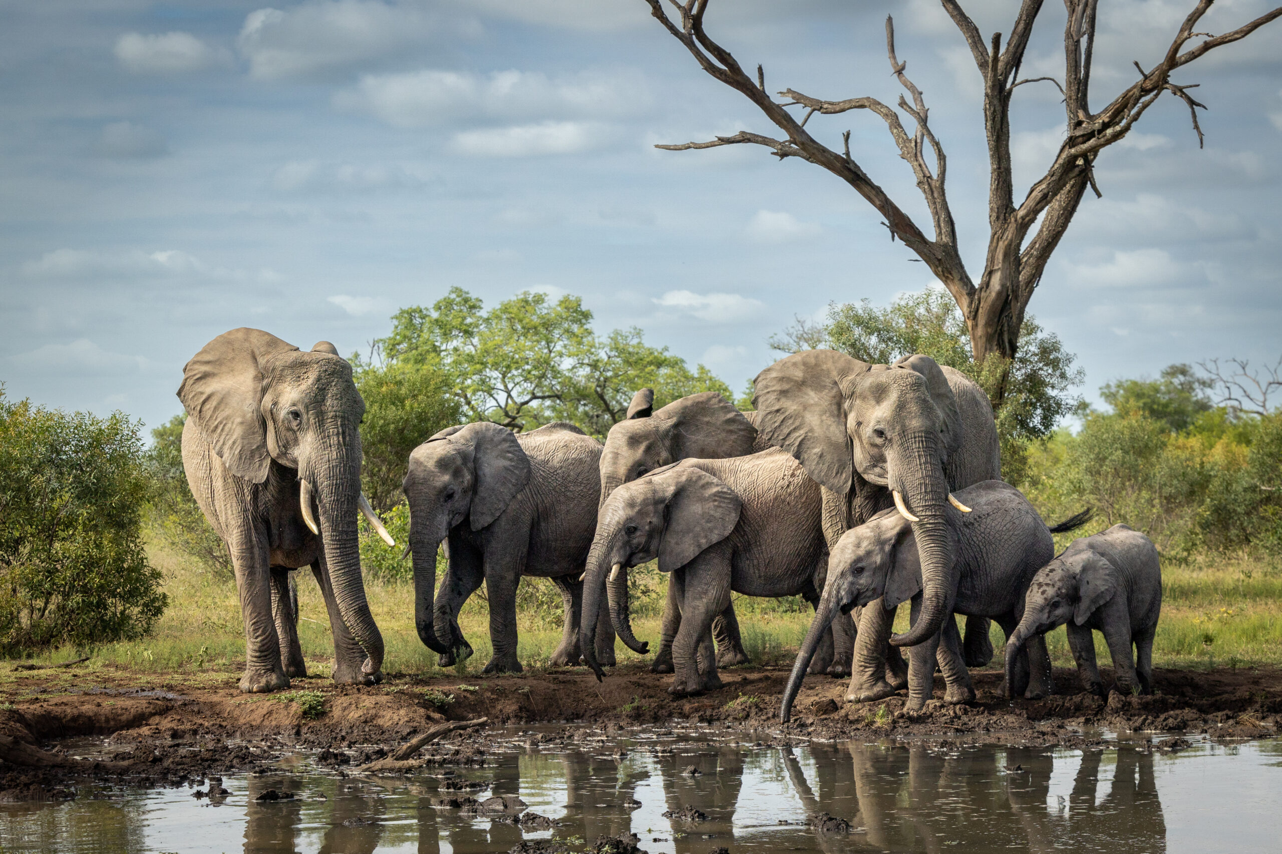 A breeding herd of elephants, Loxodonta africana, drinking at a dam.