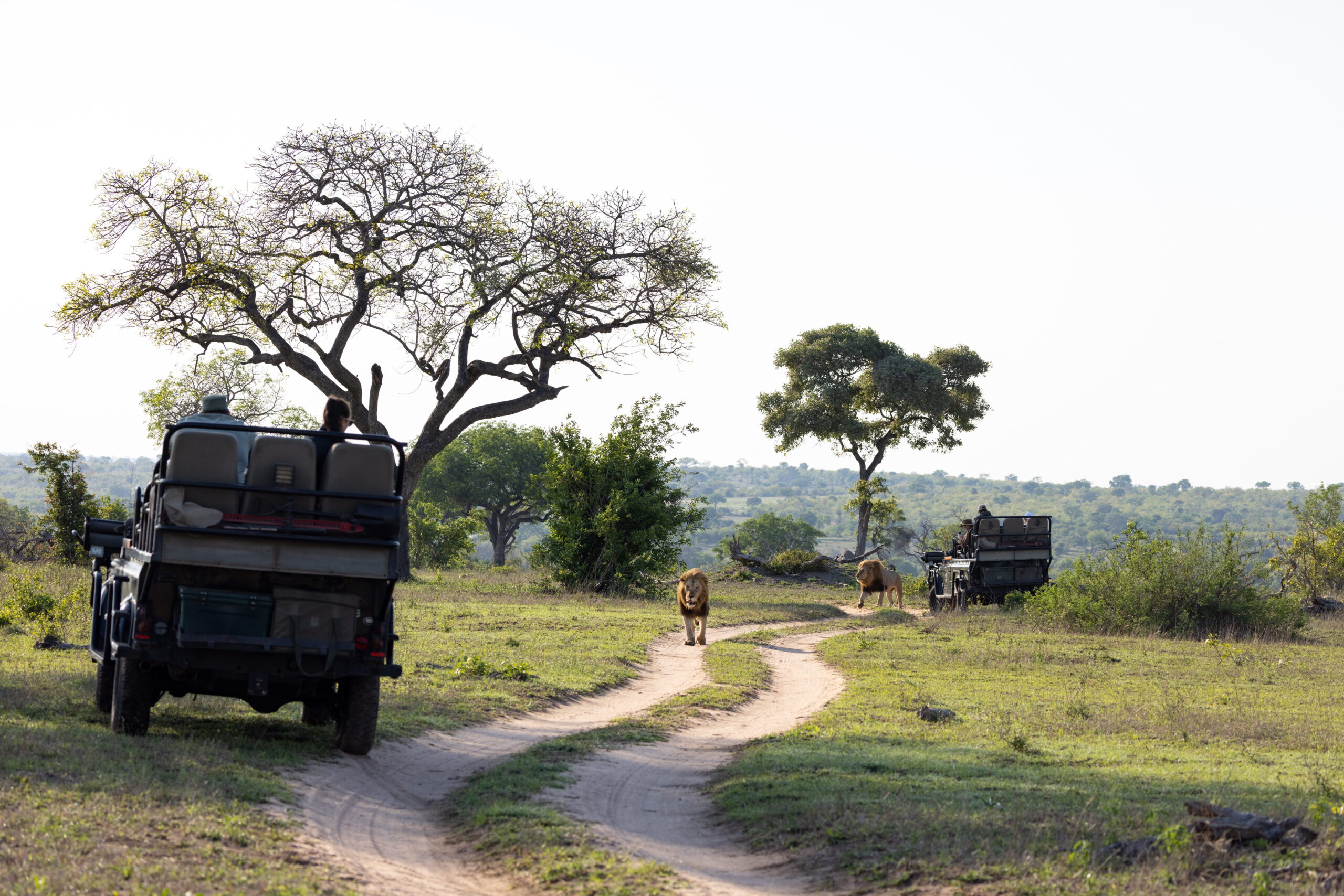 a-male-lion-panthera-leo-walking-past-a-safari-v-2026-01-09-10-25-46-utc (1)