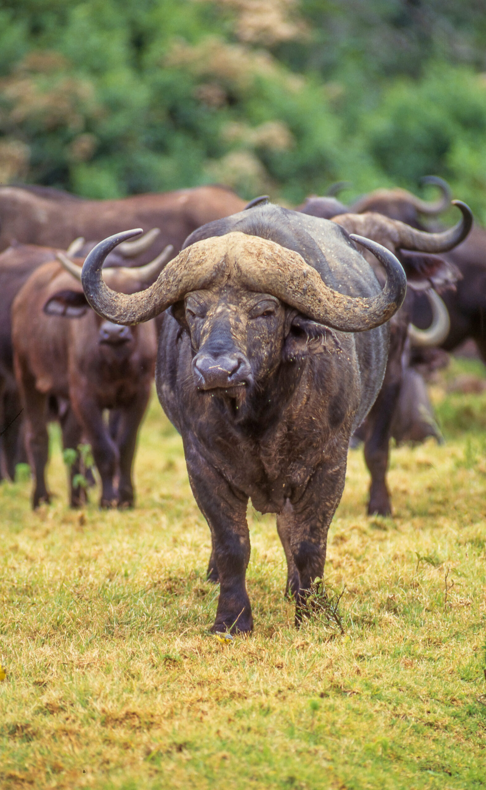 A Cape buffalo bull at a waterhole in the Aberdare National Park in the Aberdare Mountain Range in central Kenya.