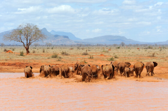 3‑Day Tsavo & Diani Safari