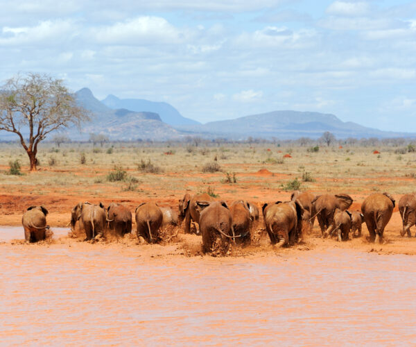 3‑Day Tsavo & Diani Safari