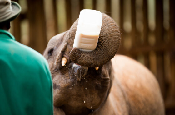 🐘 Sheldrick Wildlife Trust Elephant Orphanage Tour – Nairobi