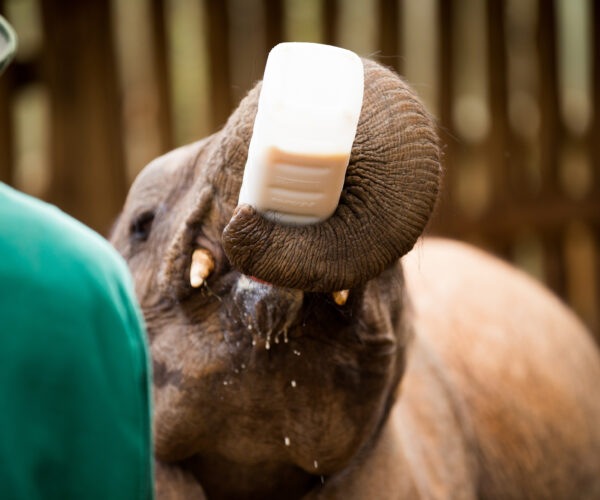 🐘 Sheldrick Wildlife Trust Elephant Orphanage Tour – Nairobi