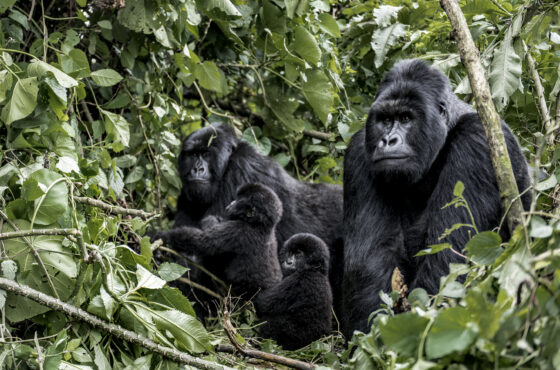 🌍 Uganda Safari Packages – Gorilla Trekking & Wildlife Adventures