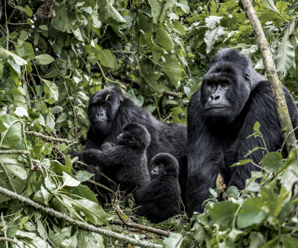 🌍 Uganda Safari Packages – Gorilla Trekking & Wildlife Adventures