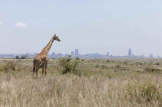 Half‑Day Park Safari