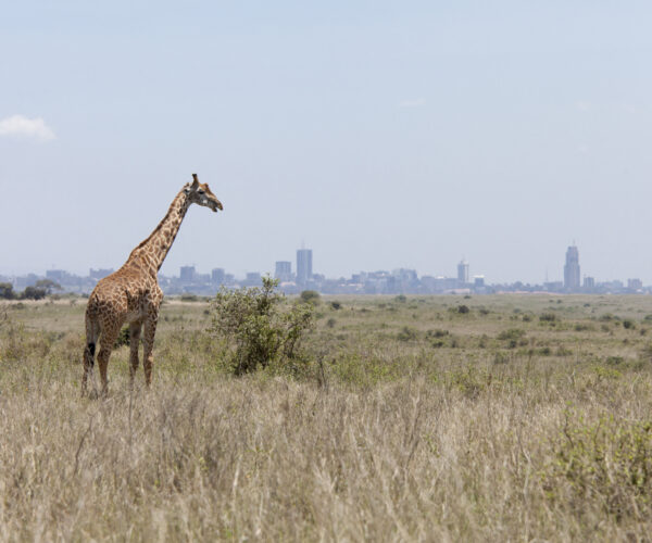 Half‑Day Park Safari
