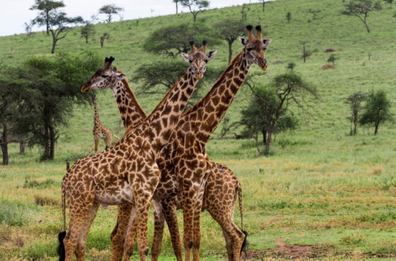 12-Day Kenya Safari & Beach Escape