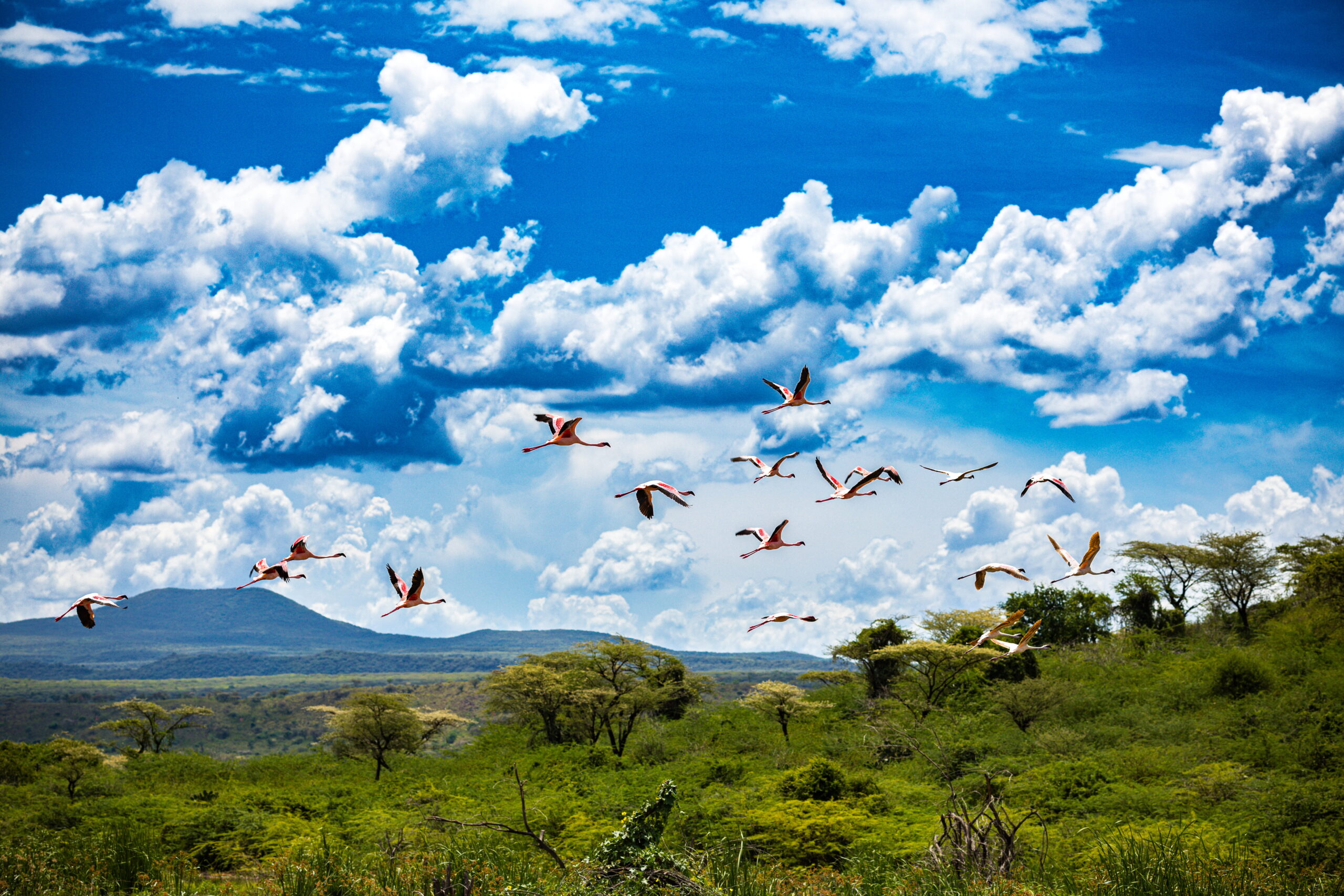 lake-bogoria-hannington-baringo-county-great-rift-2026-01-11-08-59-33-utc (1) lake-bogoria-hannington-baringo-county-great-rift-2026-01-11-08-59-33-utc (1)