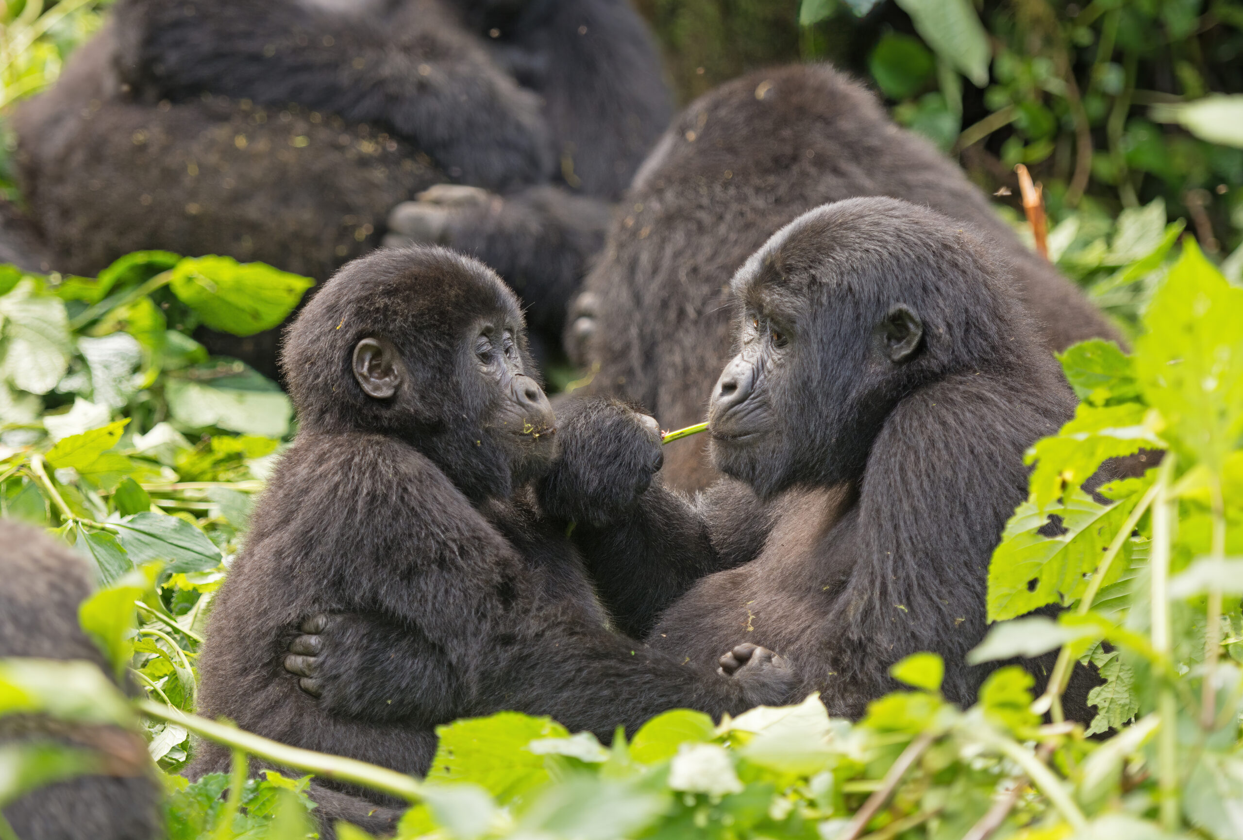 Mom and Baby Gorilla Feeding in the Forest Mom and Baby Gorilla Feeding in the Forest in Bwindi Impenetrable Forest National Park in Uganda