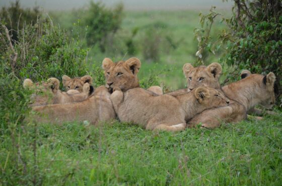 3-Day Masai Mara Safari