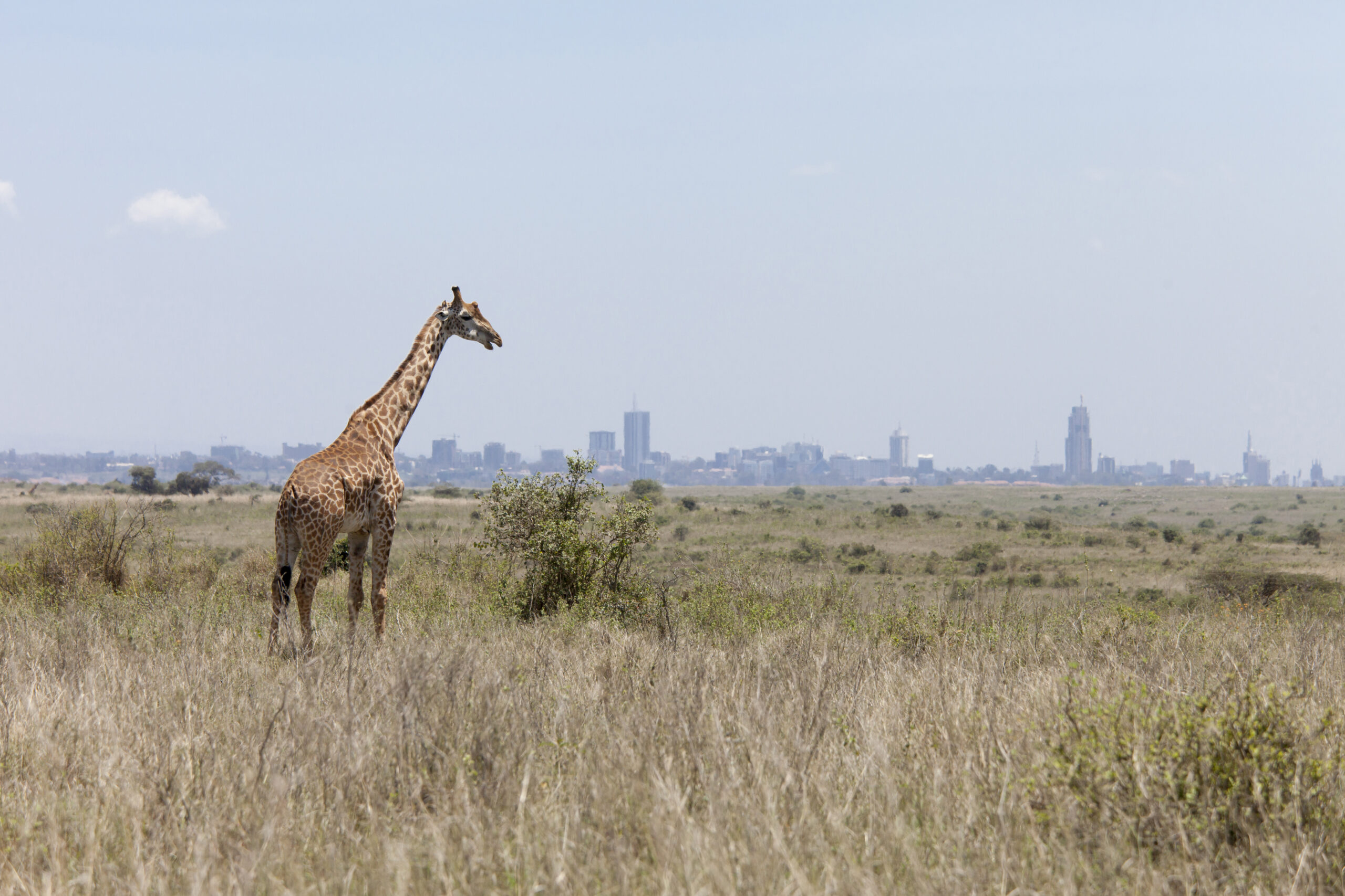 giraffe grazing with the skyline of Nairobi, Kenya in background